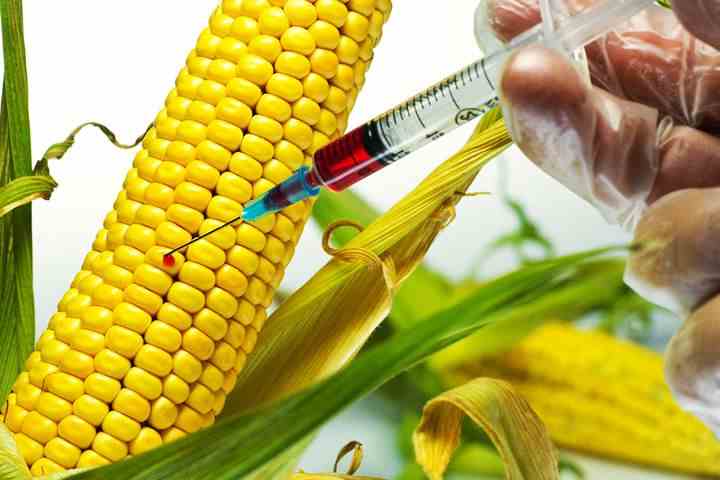 Os Perigos Ocultos Dos Alimentos Transgênicos (OGMs)