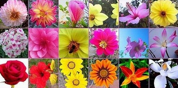 flores-de-bach-para-adelgazar_1118