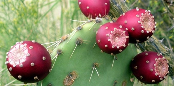 las-plantas-medicinales-mexicanas-y-para-que-sirven_106