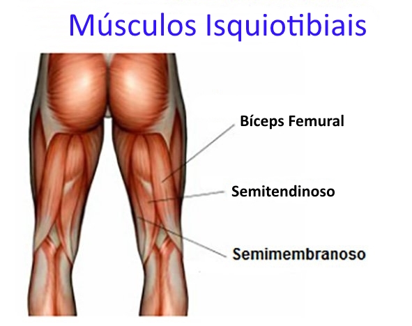 musculos-isquiotibiais