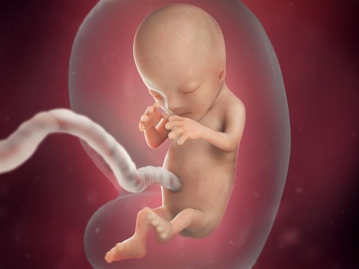 desenvolvimento-da-gravidez-no-terceiro-mes-2