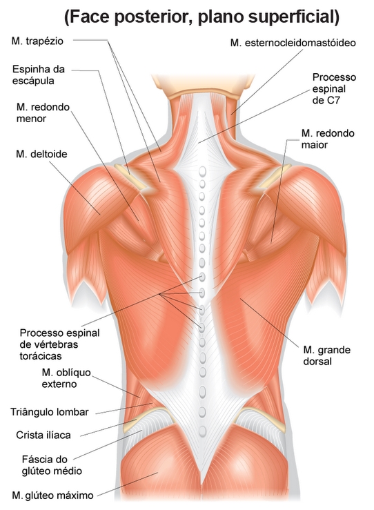 musculos-das-costas-1