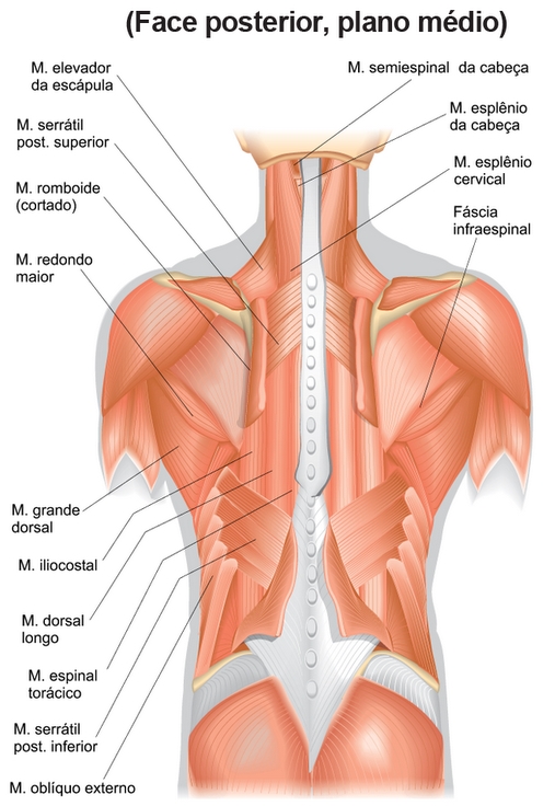 musculos-das-costas-2