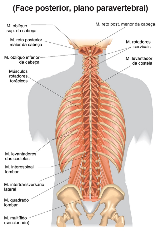 musculos-das-costas-3