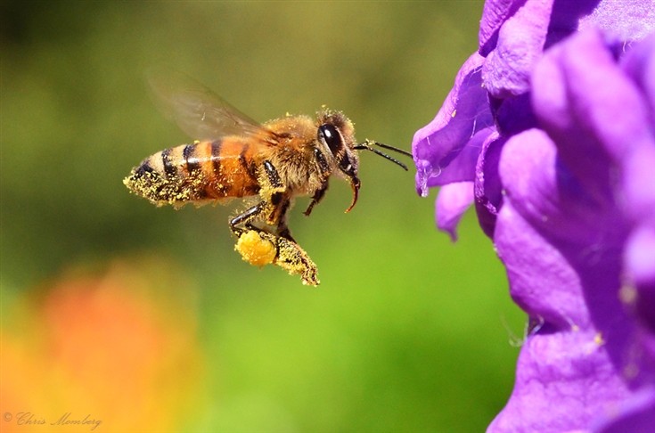 veneno-de-abelha-benefico-para-pessoas-com-hiv-2