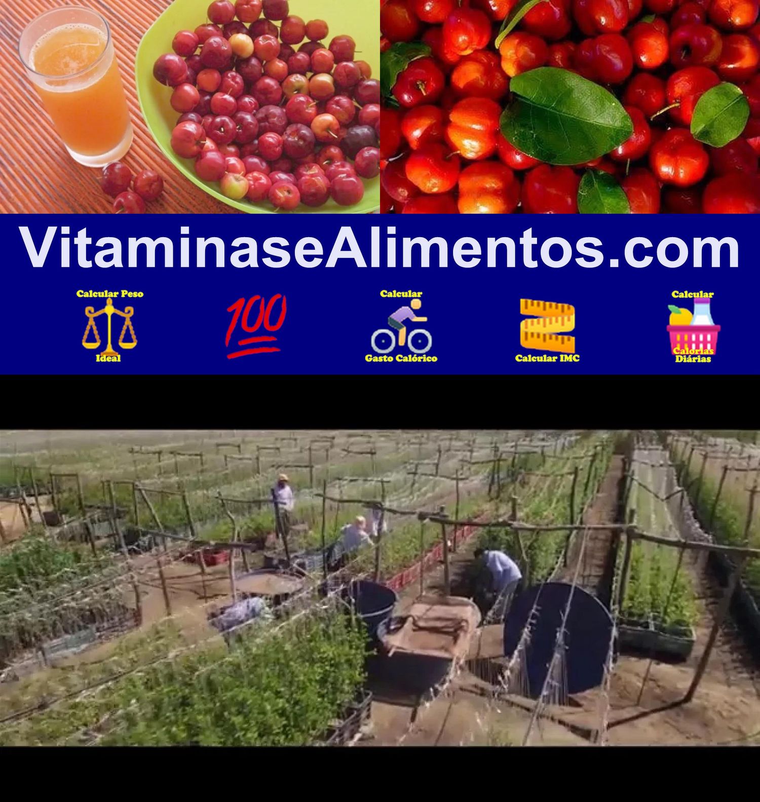 Valor Nutricional Acerola