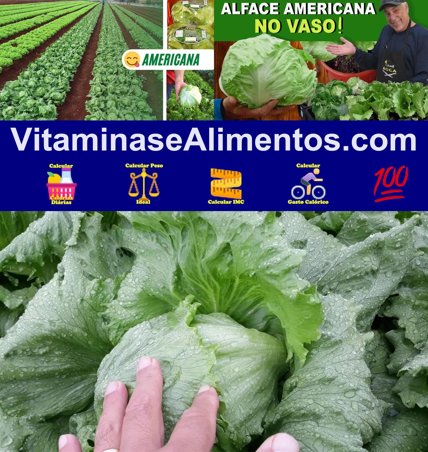 Valor Nutricional Alface americana crua