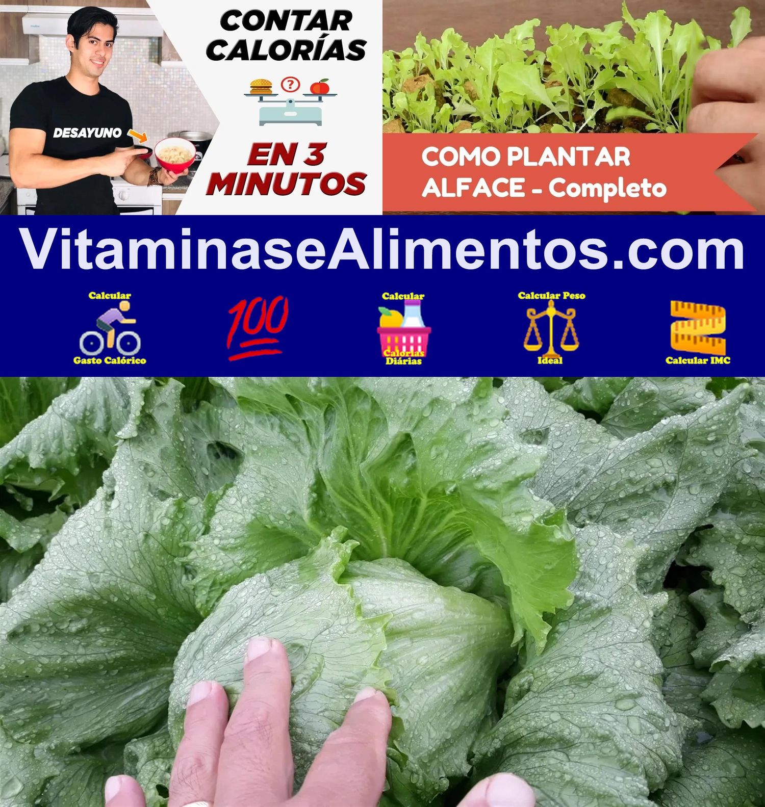 Valor Nutricional Alface