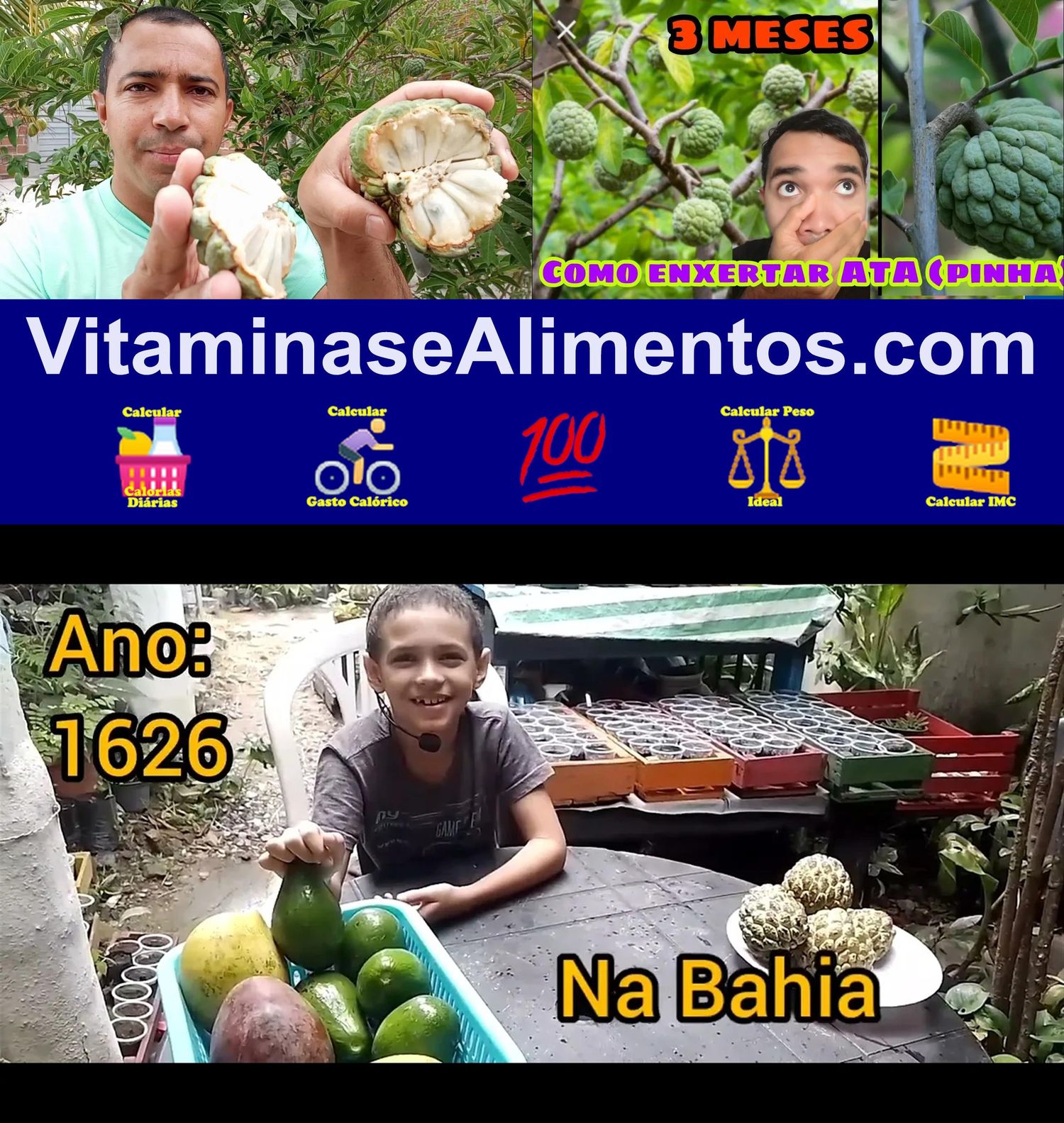 Valor Nutricional Pinha (fruta-de-conde)